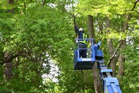 How Tree Services Strengthen Communities in Duval County, FL