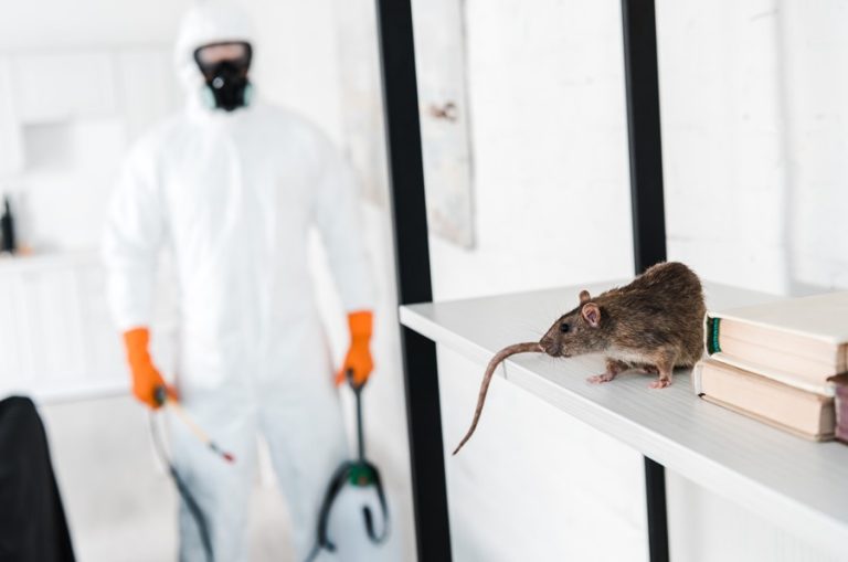 Smart Pest Control Solutions That Protect Homes and Businesses All Year